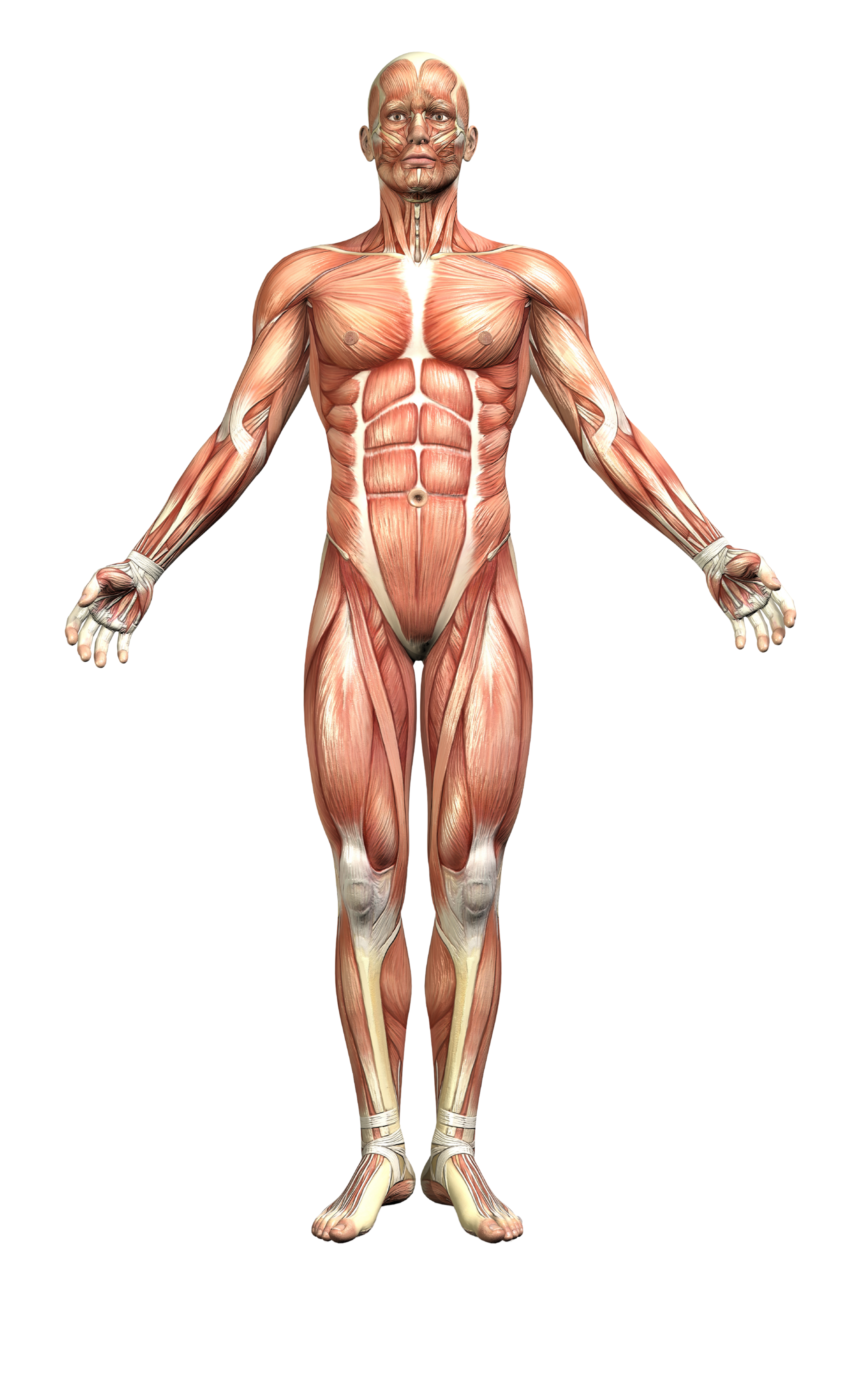 Human anatomy diagram